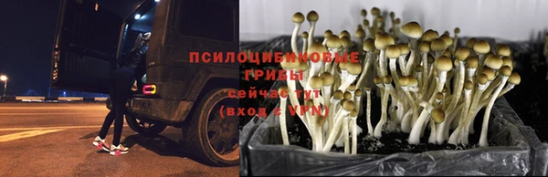 прущий лед Богданович